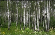 Продается участок (3, 1 сотка) в поселке 