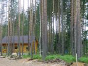 п.Белоостров участок 15 соток с вековыми Соснами