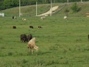 Продаю дом срочно в красивом месте