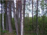Участок с соснами в  Мичуринском